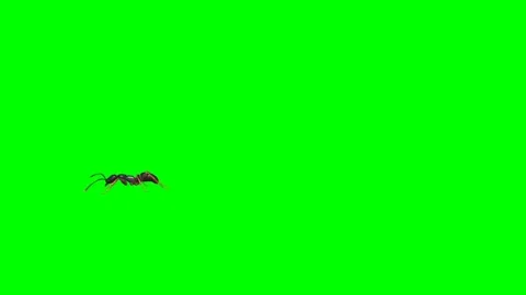 Ant Walking on Green Screen 07 Stock Footage 222868796