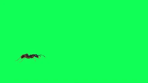 Ant Walking on Green Screen 08 Stock Footage 222868802