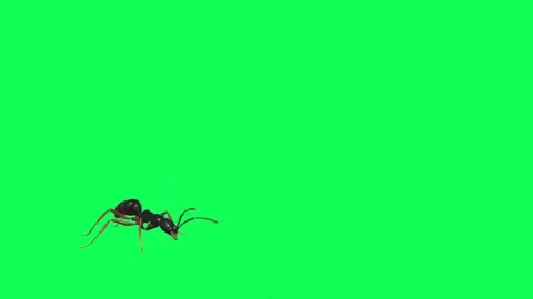 Ant Walking on Green Screen 09 Stock Footage 222868811