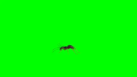 Ant Walking on Green Screen Stock Footage 222868741