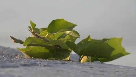 Ant is walking on leaf and eating it. The detailed plant is food for hardworking Stock Footage 97146670