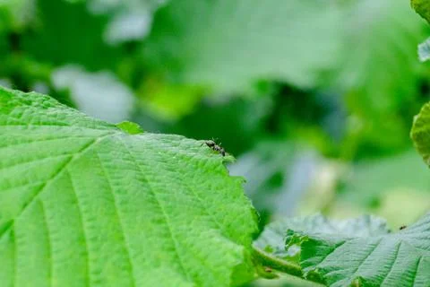 An ant walking on a leaf Stock Photos