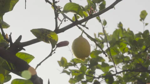 Ant walking on lemon hanging from tree Stock Footage 139247295