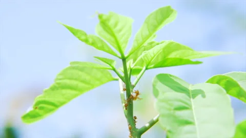 Ant walking on mango leaves Stock Footage 233566307