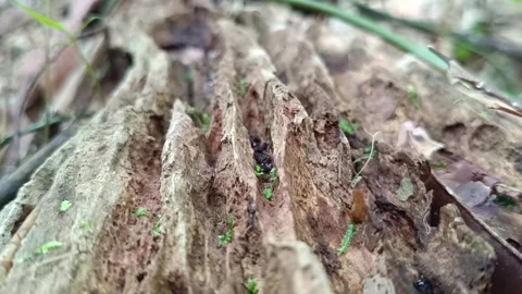 Ant Walking on Mossy Tree Branch in Tropical Rainforest Macro Shot Stockbeeldmateriaal 332158189