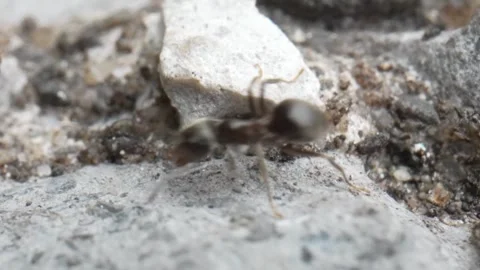 Ant walking sideways pan in macro close up slow motion 스톡 동영상 280010188