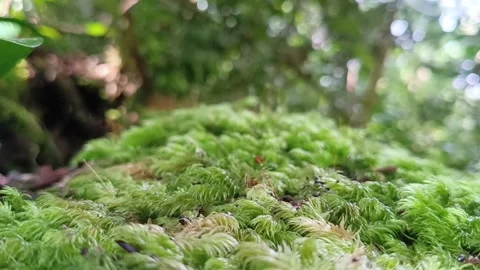 Ant Walking Through Moss Forest Floor in Tropical Rainforest Macro Видео 332157548