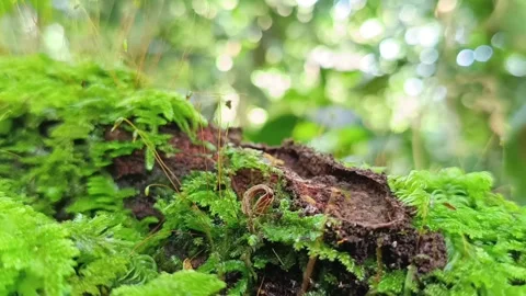 Ant Walking Through Moss Forest Floor in Tropical Rainforest Macro Видео 332157567