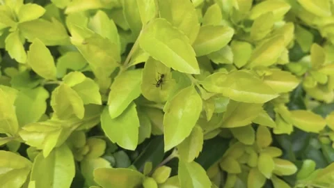 Ant walking through plant Stock Footage 134901959