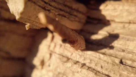 Ant Walking on Tree Bark Macro Close Up Insect Behavior Video stock 125578948