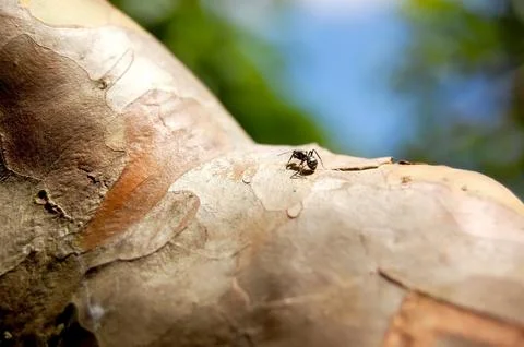 Ant walking on tree branch, making its natural route in search of food. Ant c Stock Photos