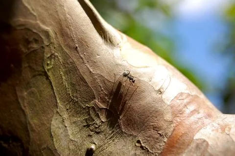 Ant walking on tree branch, making its natural route in search of food. Ant c 스톡 사진