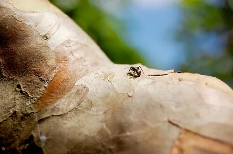 Ant walking on tree branch, making its natural route in search of food. Ant c Fotos Stock