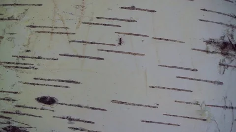 Ant walking on tree Vídeo Stock 111773731