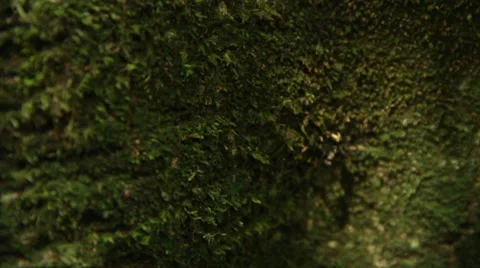 Ant walking on tree surface  스톡 동영상 57989076