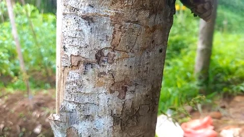 Ant Walking Vertically on Tree Trunk Stock Footage 341755522