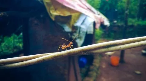 An ant walking on a wire Stock Photos