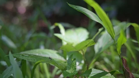 Ant walks across a leaf in the Daintree Rainforest Stock Footage 307877548
