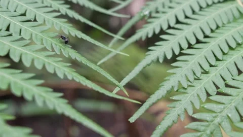 Ant walks across a leaf in the Daintree Rainforest Video stock 307877551