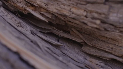 An ant walks along a fallen tree trunk in slow motion Stock Footage 91708860