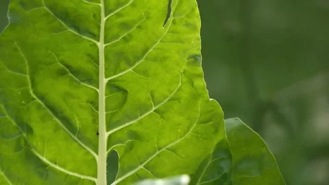 Ant walks on a chard leaf Video stock 278152041
