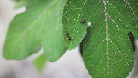 Ant walks on the fig tree leaf Видео 92858033