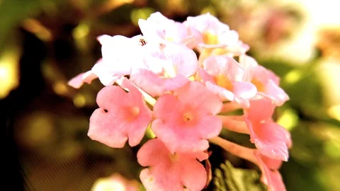 Ant Walks On Flower Extra Glow Stock Footage 108872085