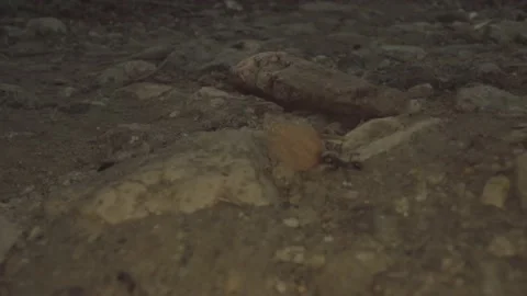 Ant walks on the ground working Video stock 232040632