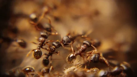 Ant War between 2 colonies of ants. Battle of ants, Crowds, Army. Insects, bugs Stock Footage 196856067
