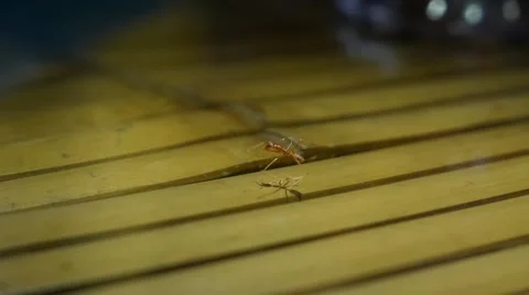 Ant washes 動画素材 50883783