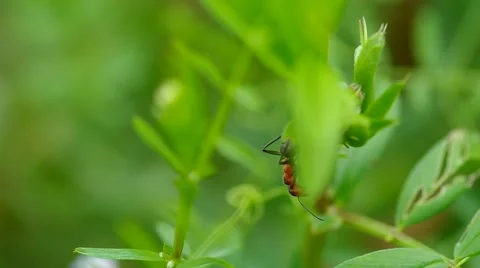 Ant washes in the grass Stock Footage 43179162