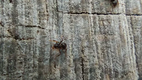 Ant washes itself Stock Footage 260652286