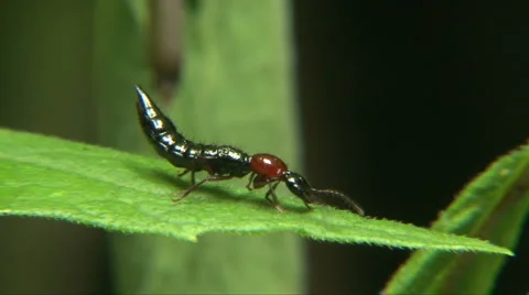Ant wasp Stock Footage 1012005