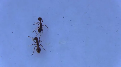 Ant on white background Stock Footage 63302692