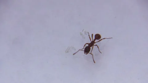 Ant on white background Stock Footage 63302910