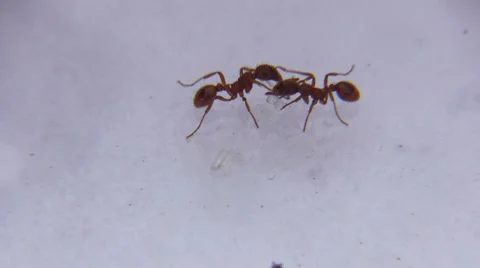 Ant on white background Stock Footage 63303312