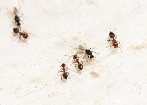 Ant on a white background. macro Stock Photos