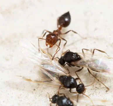 Ant on a white background. macro Stock Photos