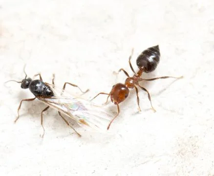 Ant on a white background. macro Stock Photos
