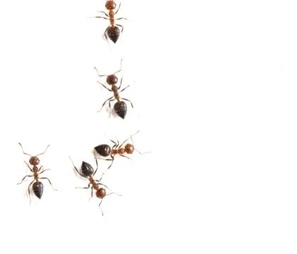 Ant on a white background. macro Stock Photos