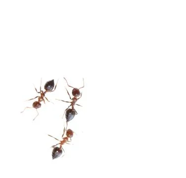 Ant on a white background. macro Stock Photos