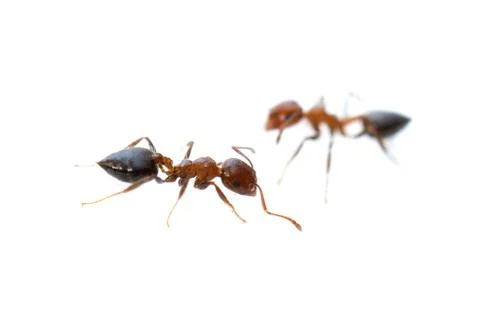 Ant on a white background. macro Stock Photos