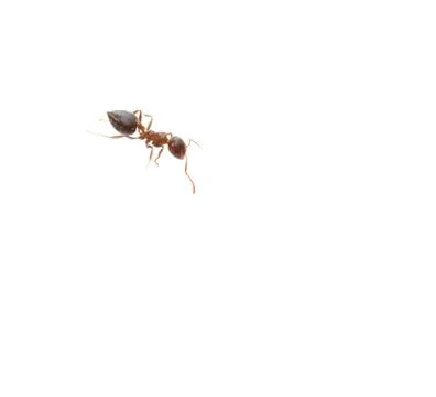 Ant on a white background. macro Stock Photos