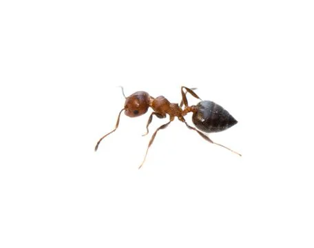 Ant on a white background. macro Stock Photos