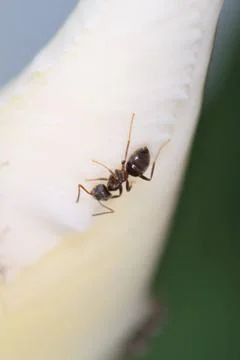 Ant on white flower Tiny ant on white flower Copyright: xZoonar.com/PaulxW... 写真素材