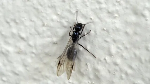 Ant wing Vídeo Stock 162663251
