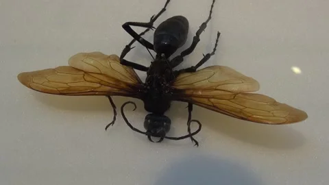 Ant wings carpenter dead flying antennae eyes insect animal science museum Stock Footage 327217236