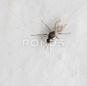 Ant with wings on a white background. macro Stock Photos