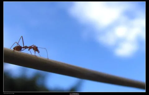Ant on the wire Stock Photos