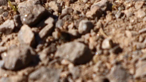 Ant at work Stock Footage